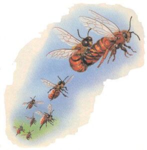 apicultura - abejas apicultura