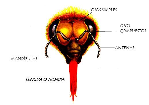 cabeza de abeja
