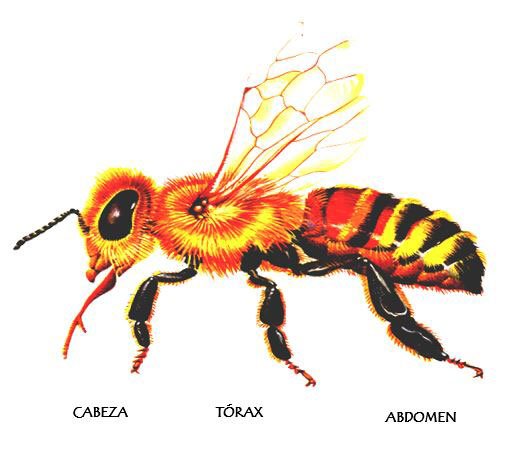 cuerpo de la abeja