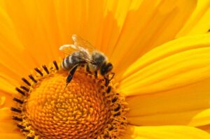 apicultura - abejas apicultura