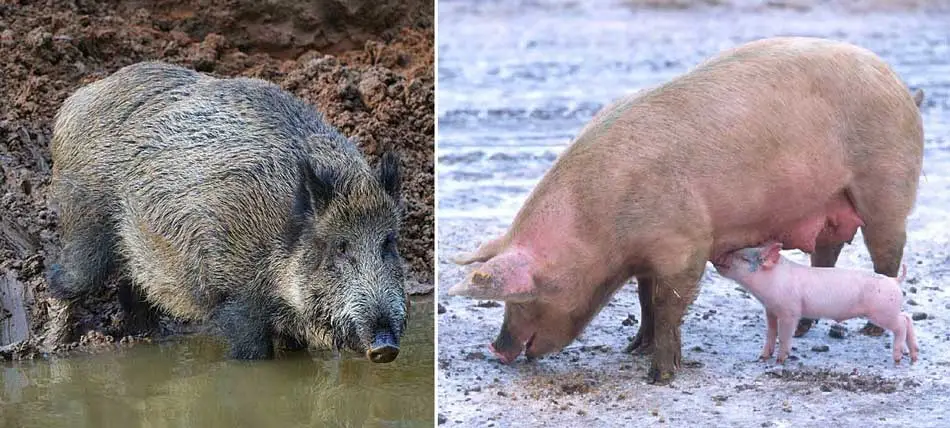 sus-scrofa-subespecies subespecies de Sus Scrofa