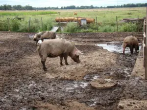 cría de cerdos - cria de cerdos a campo