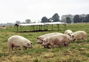 cría de cerdos - instalaciones para cría de cerdos