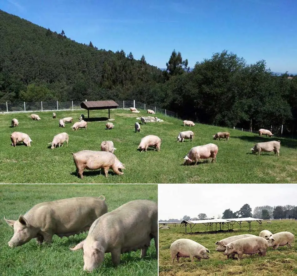 cerdo a campo