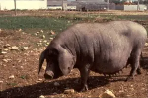 cría de cerdos - cria de cerdos a campo