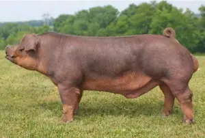 cría de cerdos - cria de cerdos a campo
