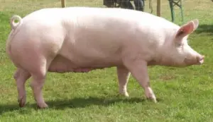 cría de cerdos - cria de cerdos a campo