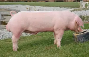 cría de cerdos - cria de cerdos a campo