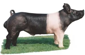 cría de cerdos - cria de cerdos a campo