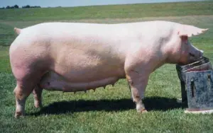 cría de cerdos - cria de cerdos a campo