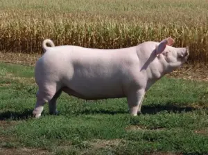 cría de cerdos - cria de cerdos a campo