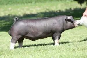 cría de cerdos - cria de cerdos a campo