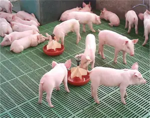 cría de cerdos - instalaciones para cría de cerdos