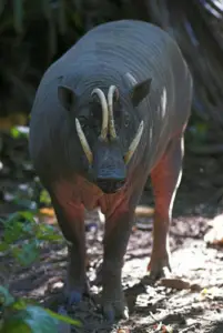 cría de cerdos - cria de cerdos a campo
