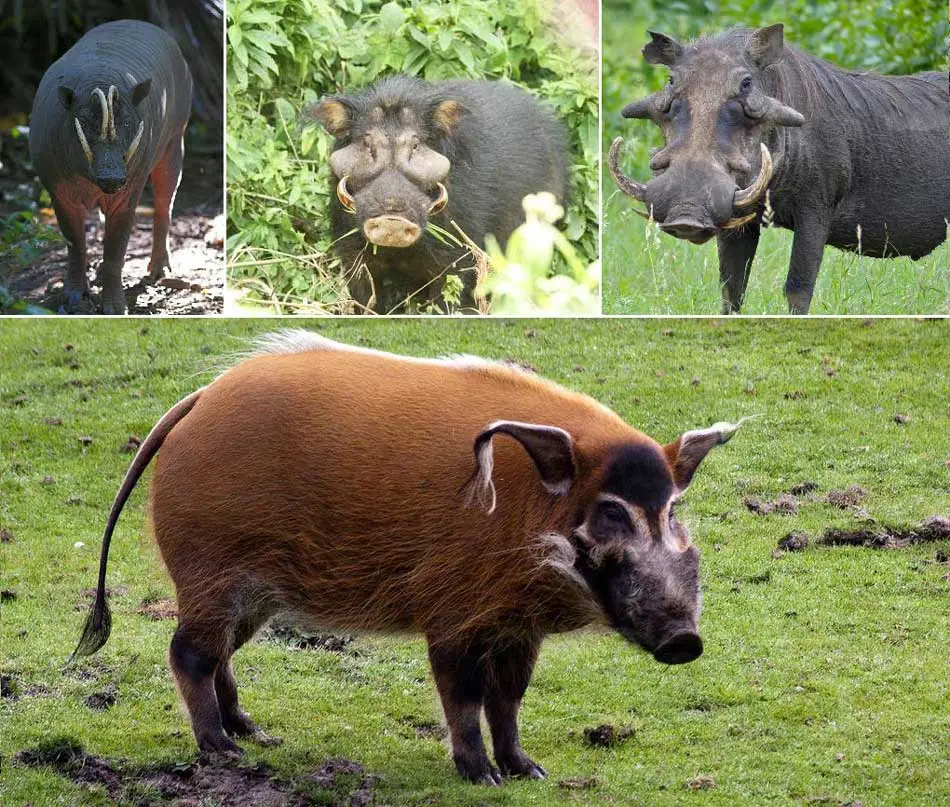 familia-suidae generos de la familia suidae