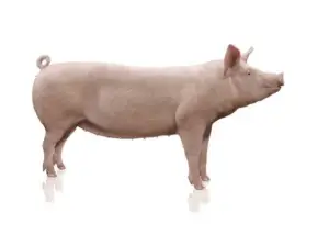 cría de cerdos - cria de cerdos a campo