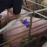 cría de cerdos - instalaciones para cría de cerdos