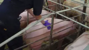 cría de cerdos - instalaciones para cría de cerdos