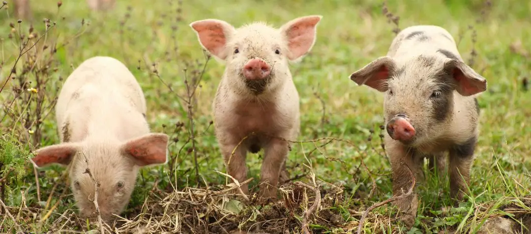 tres cerditos a campo