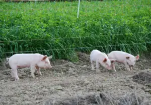 cría de cerdos - cria de cerdos a campo