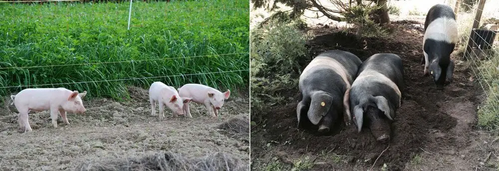 cerdos en potreros