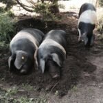 cría de cerdos - cria de cerdos a campo