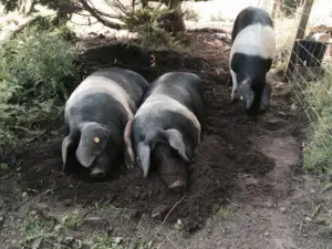cría de cerdos - cria de cerdos a campo