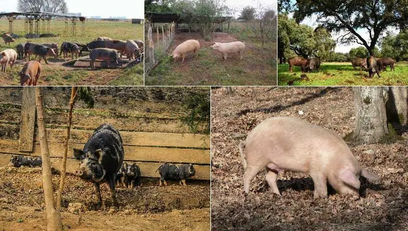 cerdo a campo