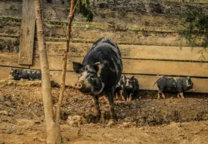 cría de cerdos - cria de cerdos a campo