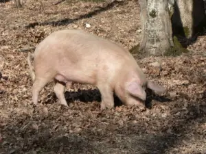 cría de cerdos - cria de cerdos a campo