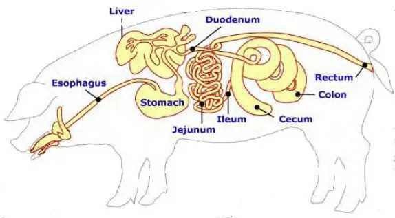 sistema digestivo del cerdo