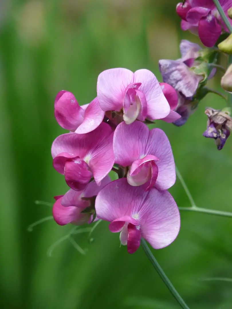 flores de leguminosas