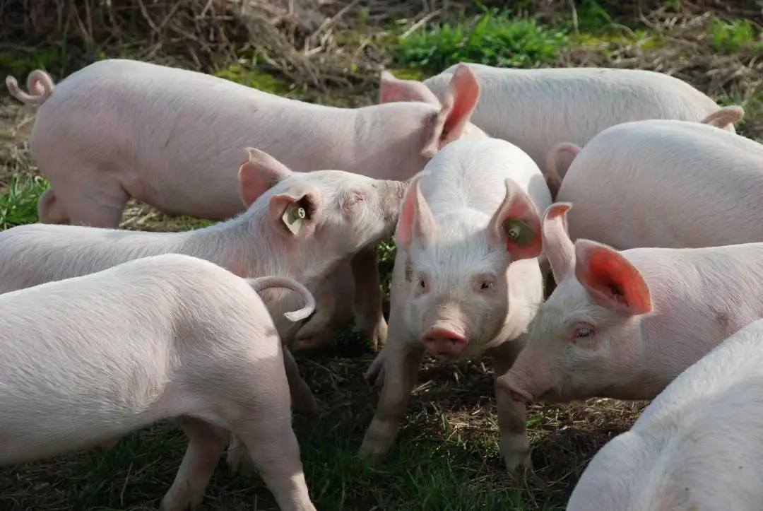 cerditos en campo