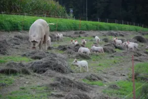 cría de cerdos - cria de cerdos a campo