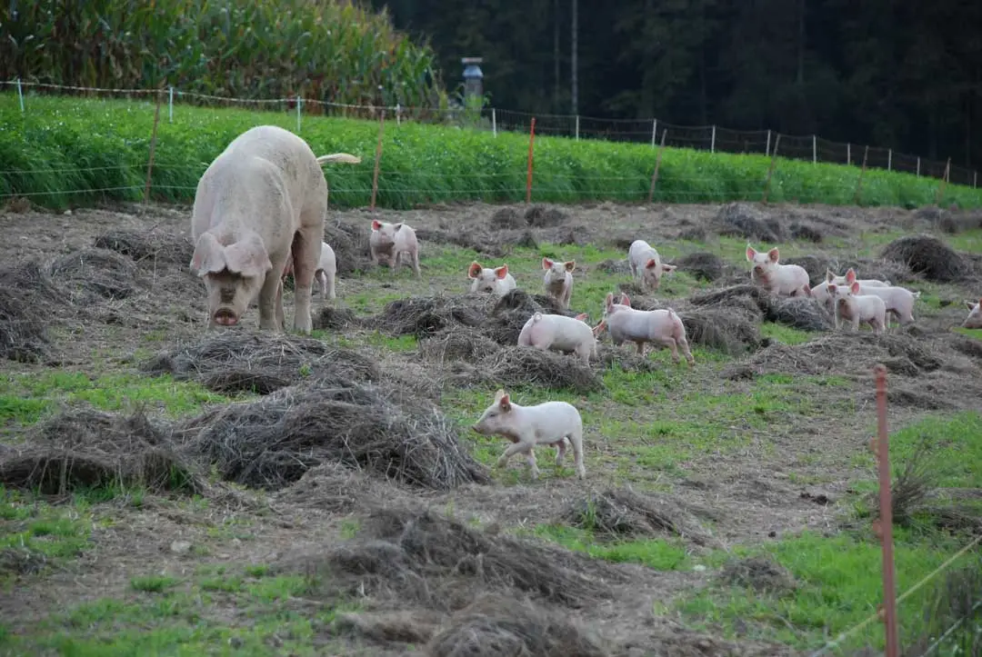 cerdo a campo pastando