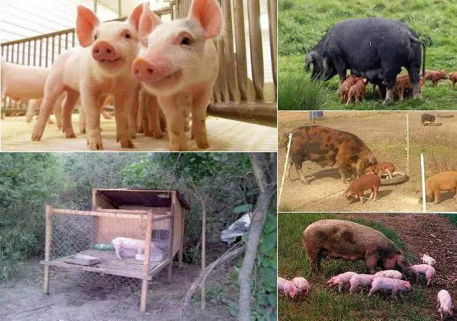 cuidado de lechones a campo