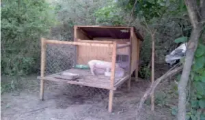 cría de cerdos - instalaciones para cría de cerdos