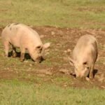 cría de cerdos - cria de cerdos a campo