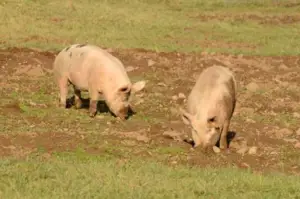 cría de cerdos - cria de cerdos a campo
