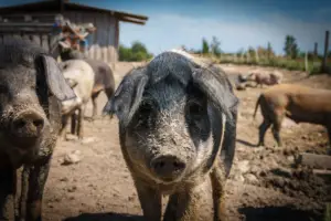cría de cerdos - cria de cerdos a campo