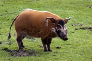 cría de cerdos - cria de cerdos a campo