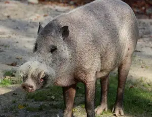 cría de cerdos - cria de cerdos a campo