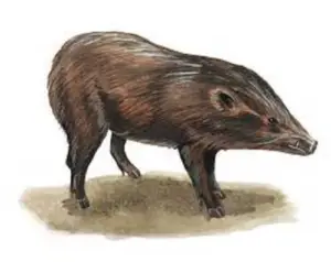 cría de cerdos - cria de cerdos a campo