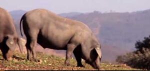 Cría de cerdo a campo en 2 minutos