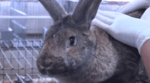 Cría de conejo en 2 minutos