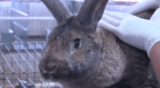 Cría de conejo en 2 minutos