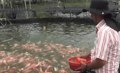 Cría de tilapia en 2 minutos