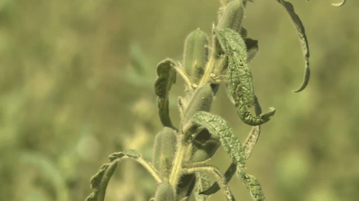 Cultivo de ajonjolí en 2 minutos