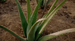 Cultivo de aloe vera en 2 minutos