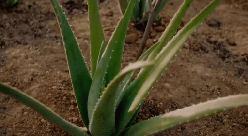 Cultivo de aloe vera en 2 minutos